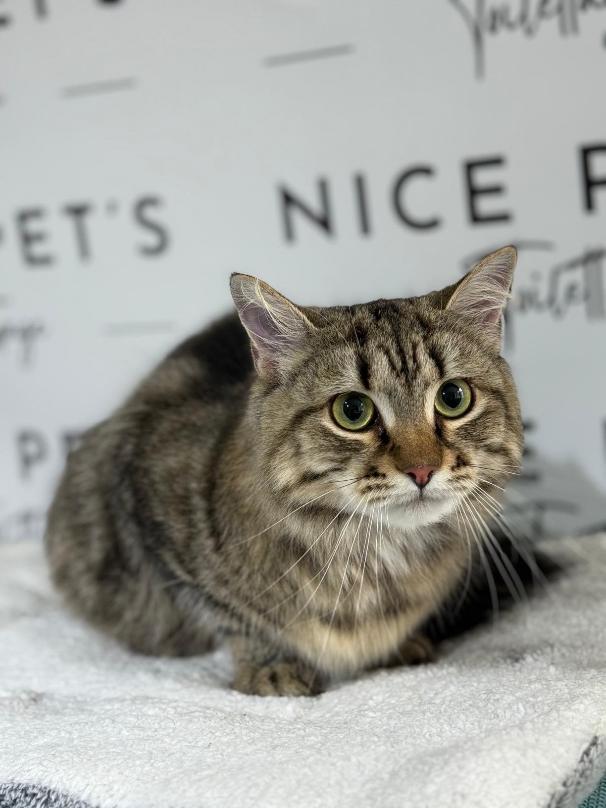 Nicepets Salon toilettage Riviera