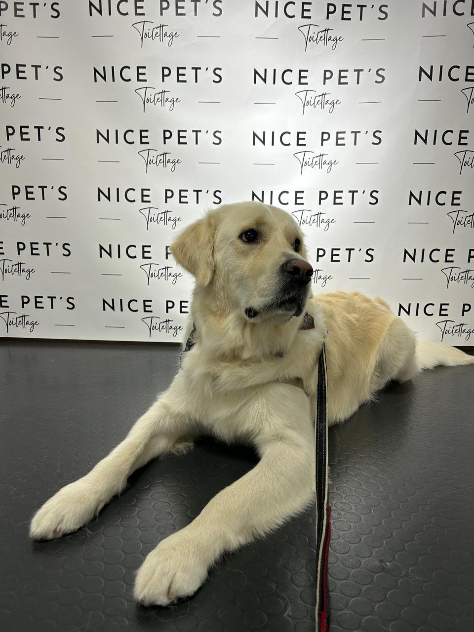 toilettage soins chiens chats